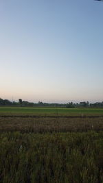Scenic view of field against clear sky