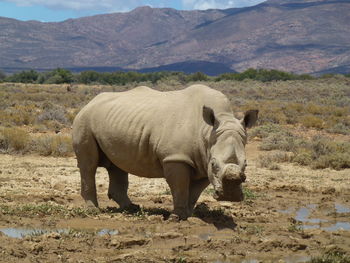 Side view of rhino on field