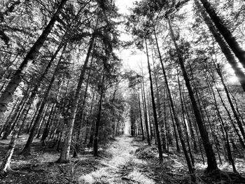 Low angle view of trees in forest