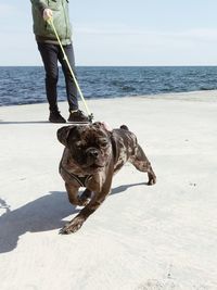 Low section of person with dog on beach