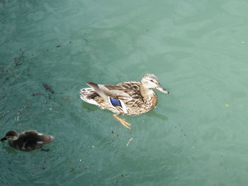 High angle view of mallard duck swimming in lake