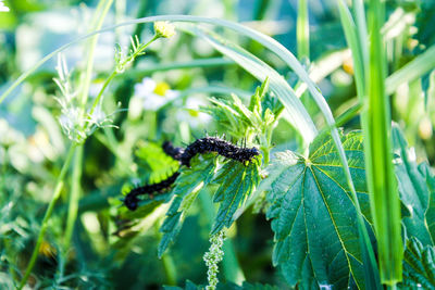 Close-up of insect on plant