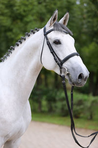 Close-up of white horse in ranch