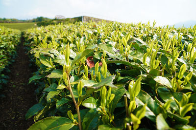 Close-up of crops growing on field