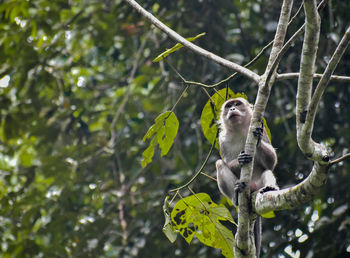 Low angle view of monkey on tree