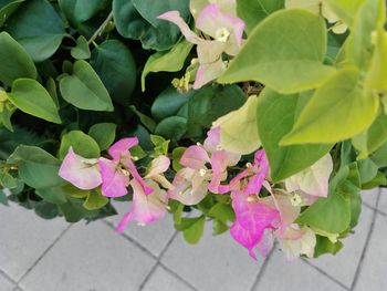 Close-up of pink flowers