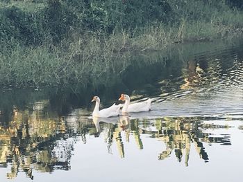 Swans swimming in lake
