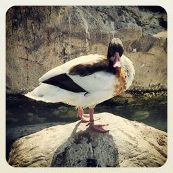 Rocks on rock formation