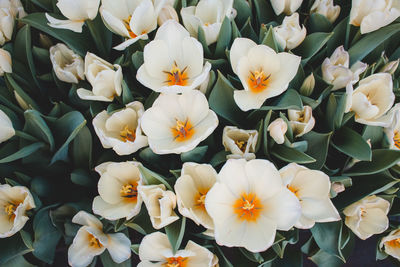 Close-up of flowers