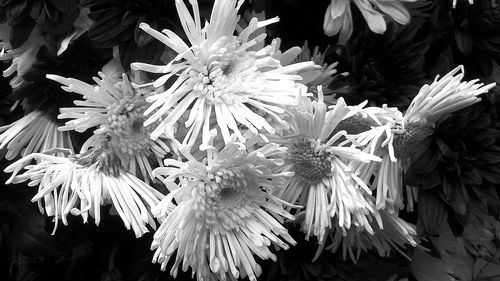 Close-up of flowers blooming outdoors