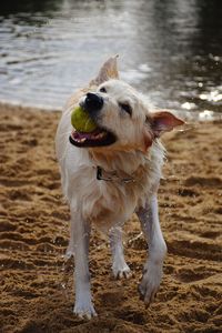 Dog running on beach