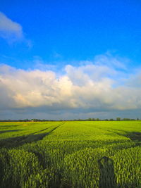 Scenic view of agricultural field against blue sky