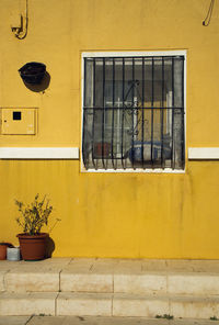 Potted plant on yellow wall of building