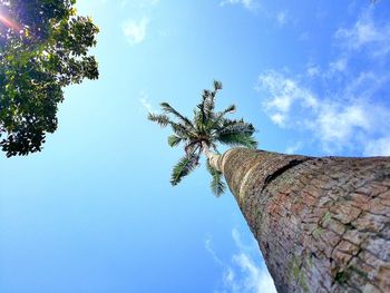 Low angle view of trees against sky