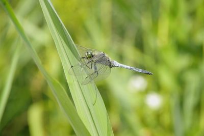 Close-up of insect on blade of grass