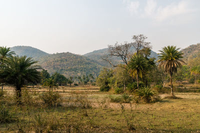 Scenic view of trees on field against sky