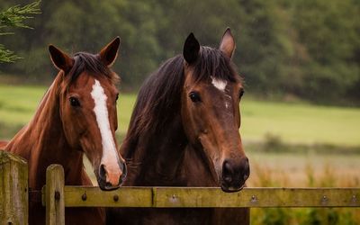 Close-up of horses standing in ranch