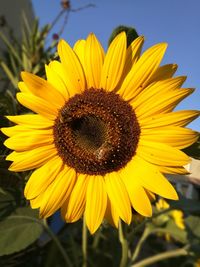 Close-up of yellow sunflower