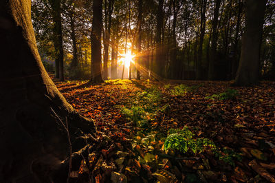 Trees in forest during autumn