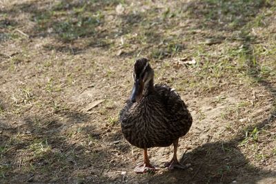 Black bird on ground