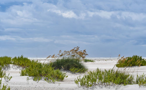 Plants growing on land against sky during winter