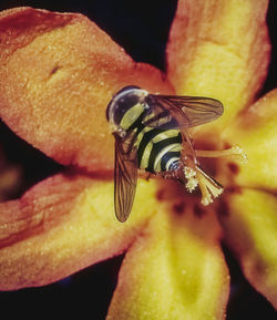 Close-up of insect on leaf