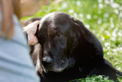 Close-up portrait of black dog