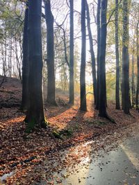 Trees growing in forest during autumn