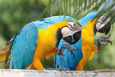 Gold and blue macaws perching on wood