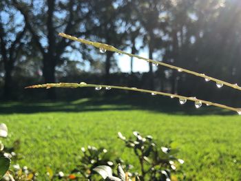 Close-up of wet grass against sky