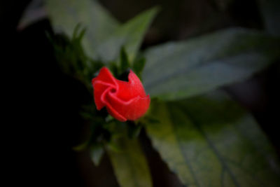 Close-up of red flower blooming outdoors