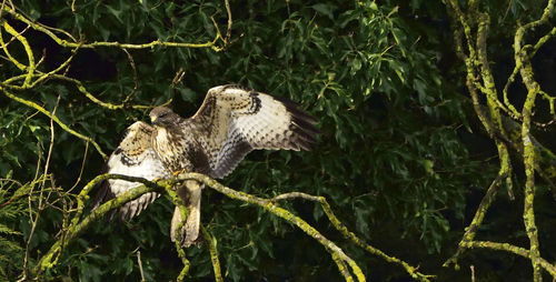 Hawk perching on branch