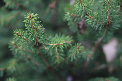 Close-up of pine tree branch