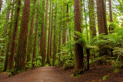 Pine trees in forest