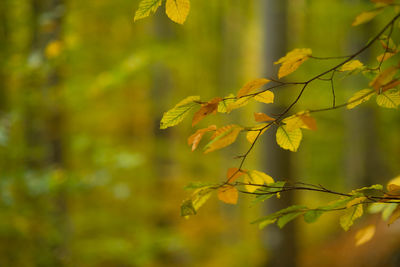 Close-up of plant against blurred background