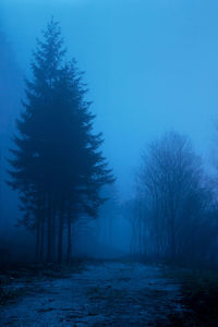 Trees on snow covered field against sky