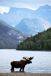 Moose in lake against rocky mountains