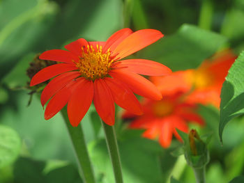 Close-up of red flowering plant