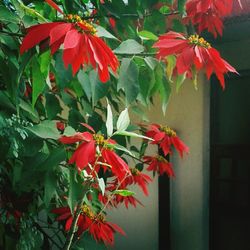Close-up of red flowers blooming outdoors