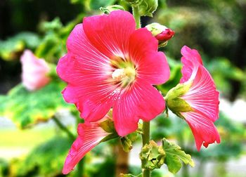 Close-up of hibiscus blooming outdoors