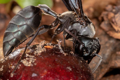 Close-up of insect on rock