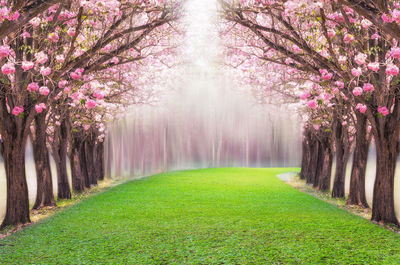 View of flowering trees in forest