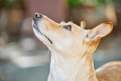 Close-up of dog