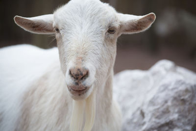 Close-up portrait of goat