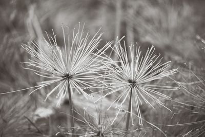 Close-up of dandelion on field