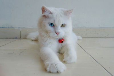 Portrait of white cat on floor at home