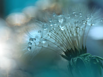 Close-up of water drops on plant