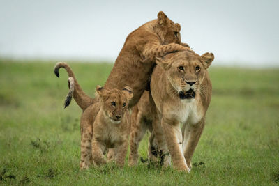 Cubs attack lioness walking in grassy plain