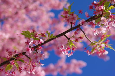 Low angle view of cherry blossoms in spring