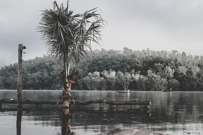 Tree by lake against clear sky